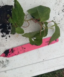 Issai Kiwi Live Plant - Self-Pollinating Vine, Fuzzless Fruit, Zones 3-8 - Image 6