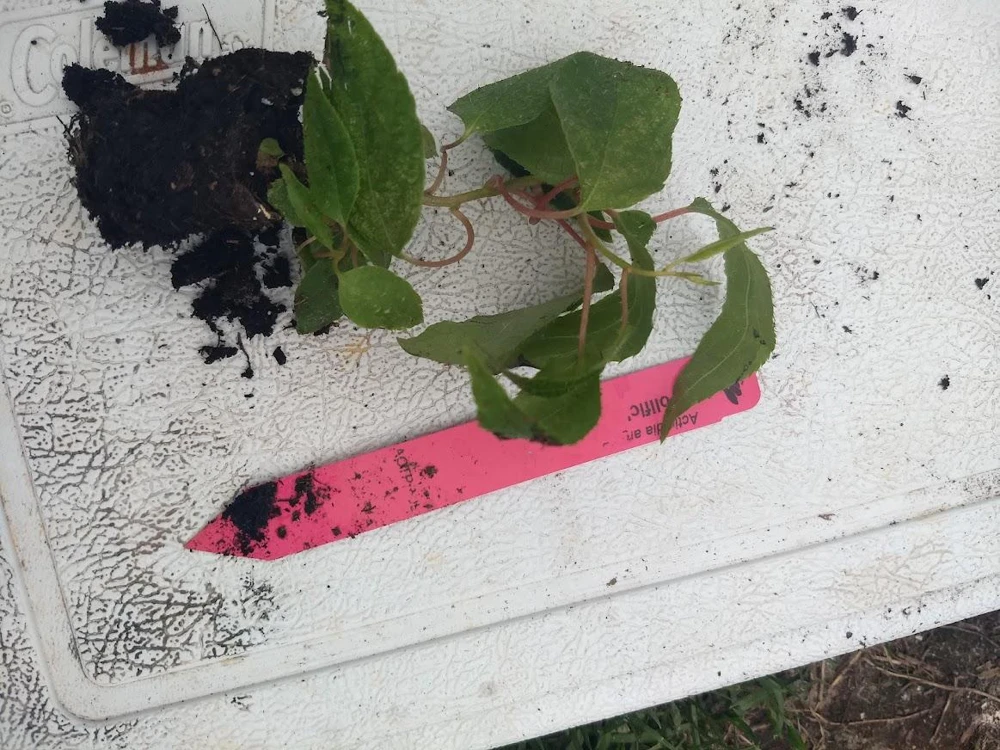 Issai Kiwi Live Plant - Self-Pollinating Vine, Fuzzless Fruit, Zones 3-8 - Image 6