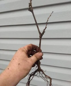 Issai Kiwi Live Plant - Self-Pollinating Vine, Fuzzless Fruit, Zones 3-8 - Image 8