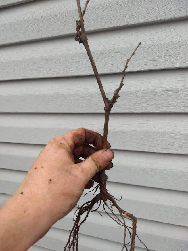 Issai Kiwi Live Plant - Self-Pollinating Vine, Fuzzless Fruit, Zones 3-8 - Image 8