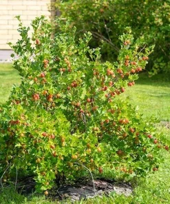 Jahns Prairie Gooseberry Live Plant - Edible Shrub - Zones 3-8 - Self-Pollinating - Image 2
