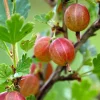 Jahns Prairie Gooseberry Live Plant - Edible Shrub - Zones 3-8 - Self-Pollinating - Image 1