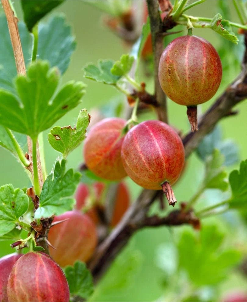 Jahns Prairie Gooseberry Live Plant - Edible Shrub - Zones 3-8 - Self-Pollinating - Image 1