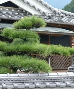Japanese Black Pine (Pinus thunbergii) Starter Tree - Bare Root Live Plant - Image 2
