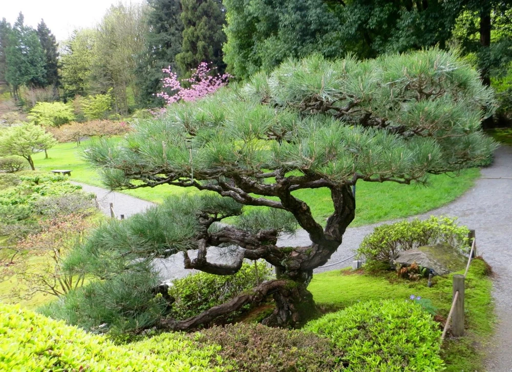 Japanese Black Pine (Pinus thunbergii) Starter Tree - Bare Root Live Plant - Image 1