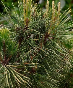 Japanese Black Pine (Pinus thunbergii) Starter Tree - Bare Root Live Plant - Image 8