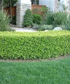Japanese Boxwood Hedge Starter Plug - Buxus microphylla japonica Live Shrub Plant, 2-4