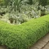 Japanese Boxwood Hedge Starter Plug - Buxus microphylla japonica Live Shrub Plant, 2-4" Tall - Image 1