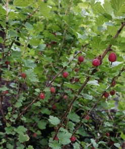 Jeanne Gooseberry Live Plant - Edible Shrub - Zones 3-7 - Self-Pollinating - Image 2