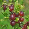 Jeanne Gooseberry Live Plant - Edible Shrub - Zones 3-7 - Self-Pollinating - Image 1