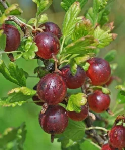 Jeanne Gooseberry Live Plant - Edible Shrub - Zones 3-7 - Self-Pollinating - Image 1