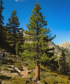 Jeffrey Pine Tree - 6-12