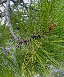 Jeffrey Pine Tree - 6-12