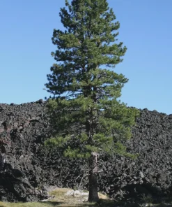 Jeffrey Pine Tree - 6-12