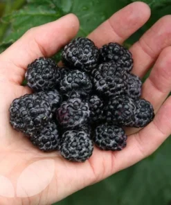 Jewel Black Raspberry Live Plant – Rooted Starter – Midseason Fruiting – Zones 4-8 - Image 2
