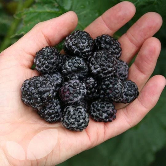 Jewel Black Raspberry Live Plant – Rooted Starter – Midseason Fruiting – Zones 4-8 - Image 2