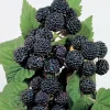 Jewel Black Raspberry Live Plant – Rooted Starter – Midseason Fruiting – Zones 4-8 - Image 1