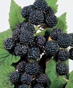 Jewel Black Raspberry Live Plant – Rooted Starter – Midseason Fruiting – Zones 4-8 - Image 1