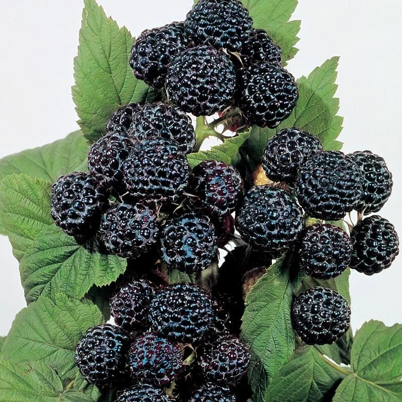 Jewel Black Raspberry Live Plant – Rooted Starter – Midseason Fruiting – Zones 4-8 - Image 1