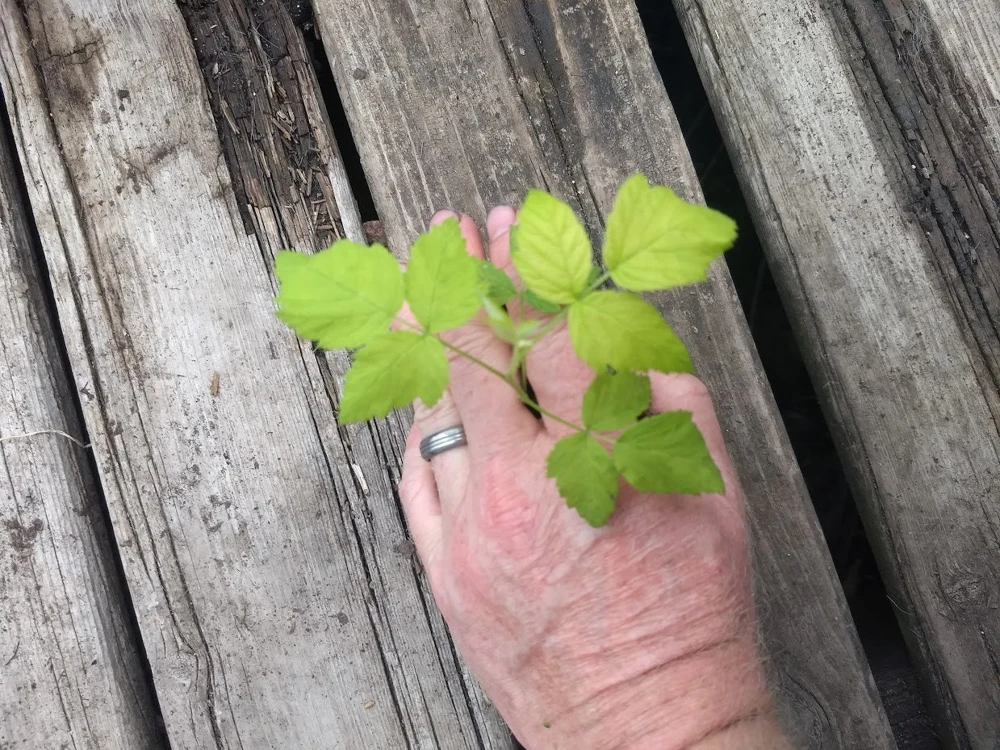 Jewel Black Raspberry Live Plant – Rooted Starter – Midseason Fruiting – Zones 4-8 - Image 4