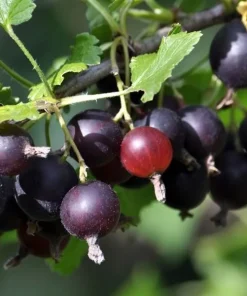 Jostaberry Live Plant - Gooseberry Currant Cross, Edible Berries, Zones 3-8 - Image 2
