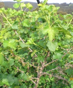 Jostaberry Live Plant - Gooseberry Currant Cross, Edible Berries, Zones 3-8 - Image 3