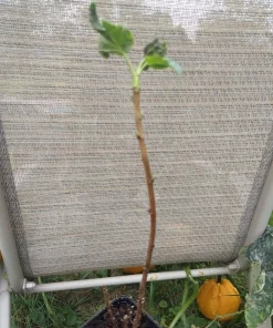 Jostaberry Live Plant - Gooseberry Currant Cross, Edible Berries, Zones 3-8 - Image 6
