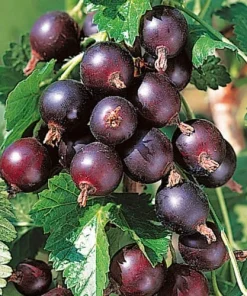 Jostaberry Live Plant - Gooseberry Currant Cross, Edible Berries, Zones 3-8 - Image 1