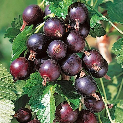Jostaberry Live Plant - Gooseberry Currant Cross, Edible Berries, Zones 3-8 - Image 1