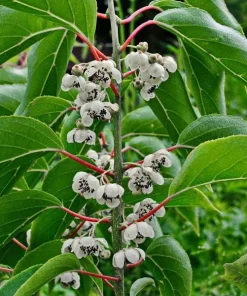 Kiwi Fairchild Male Pollinator Live Plant – Rooted Starter Vine – Zones 4-8 - Image 2