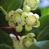 Kiwi Fairchild Male Pollinator Live Plant – Rooted Starter Vine – Zones 4-8 - Image 1