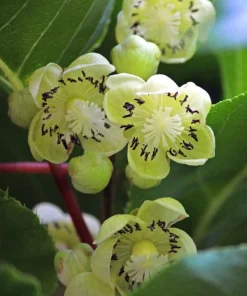 Kiwi Fairchild Male Pollinator Live Plant – Rooted Starter Vine – Zones 4-8 - Image 1