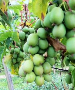Kiwi Female Anna Ananasnaja Live Starter Plant – Zones 4-9 – Cold Hardy Fruit Vine - Image 2