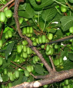 Kiwi Female Anna Ananasnaja Live Starter Plant – Zones 4-9 – Cold Hardy Fruit Vine - Image 3