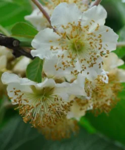 Kiwi Female Anna Ananasnaja Live Starter Plant – Zones 4-9 – Cold Hardy Fruit Vine - Image 4