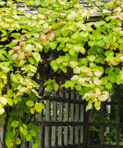 Kiwi Female Anna Ananasnaja Live Starter Plant – Zones 4-9 – Cold Hardy Fruit Vine - Image 5