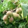 Kiwi Female Anna Ananasnaja Live Starter Plant – Zones 4-9 – Cold Hardy Fruit Vine - Image 1
