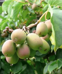 Kiwi Female Anna Ananasnaja Live Starter Plant – Zones 4-9 – Cold Hardy Fruit Vine - Image 1