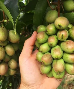 Kiwi Prolific Live Plant - Self-Pollinating Vine, Zones 4-8, Rooted Starter - Image 2