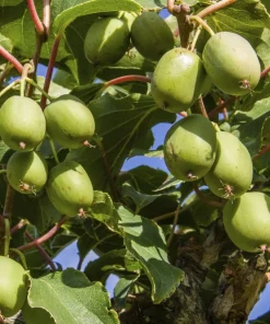 Kiwi Prolific Live Plant - Self-Pollinating Vine, Zones 4-8, Rooted Starter - Image 3
