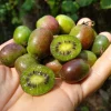 Kiwi Prolific Live Plant - Self-Pollinating Vine, Zones 4-8, Rooted Starter - Image 1