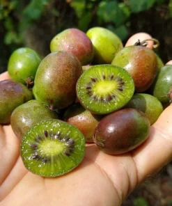 Kiwi Prolific Live Plant - Self-Pollinating Vine, Zones 4-8, Rooted Starter - Image 1