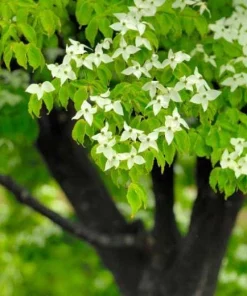 Kousa Dogwood Live Plant - Cornus kousa 12-24in Starter Tree Quart Pot Outdoor - Image 2