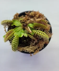 Large Big Mouth Venus Flytrap Live Plant – 3 inch Pot – Indoor/Outdoor Carnivorous Plant - Image 2