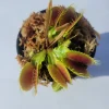 Large Big Mouth Venus Flytrap Live Plant – 3 inch Pot – Indoor/Outdoor Carnivorous Plant - Image 1