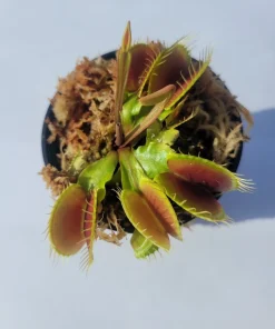 Large Big Mouth Venus Flytrap Live Plant – 3 inch Pot – Indoor/Outdoor Carnivorous Plant - Image 1