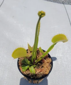 Large 'Towering Giant' Venus Flytrap Live Carnivorous Plant - Indoor/Outdoor - Image 2