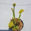 Large 'Towering Giant' Venus Flytrap Live Carnivorous Plant - Indoor/Outdoor - Image 1