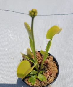 Large 'Towering Giant' Venus Flytrap Live Carnivorous Plant - Indoor/Outdoor - Image 1