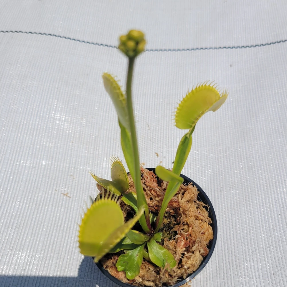 Large 'Towering Giant' Venus Flytrap Live Carnivorous Plant - Indoor/Outdoor - Image 1
